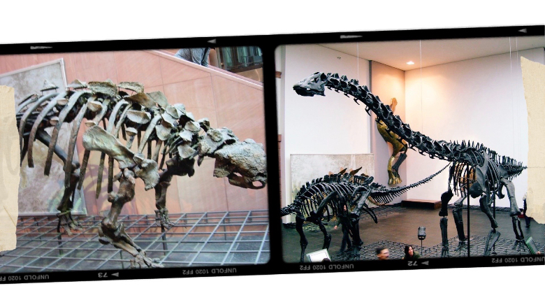 Cosa vedere a Francoforte: Naturmuseum Senckenberg