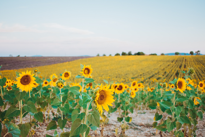 girasoli provenza