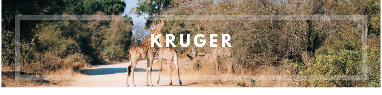 Kruger banner, Sud Africa