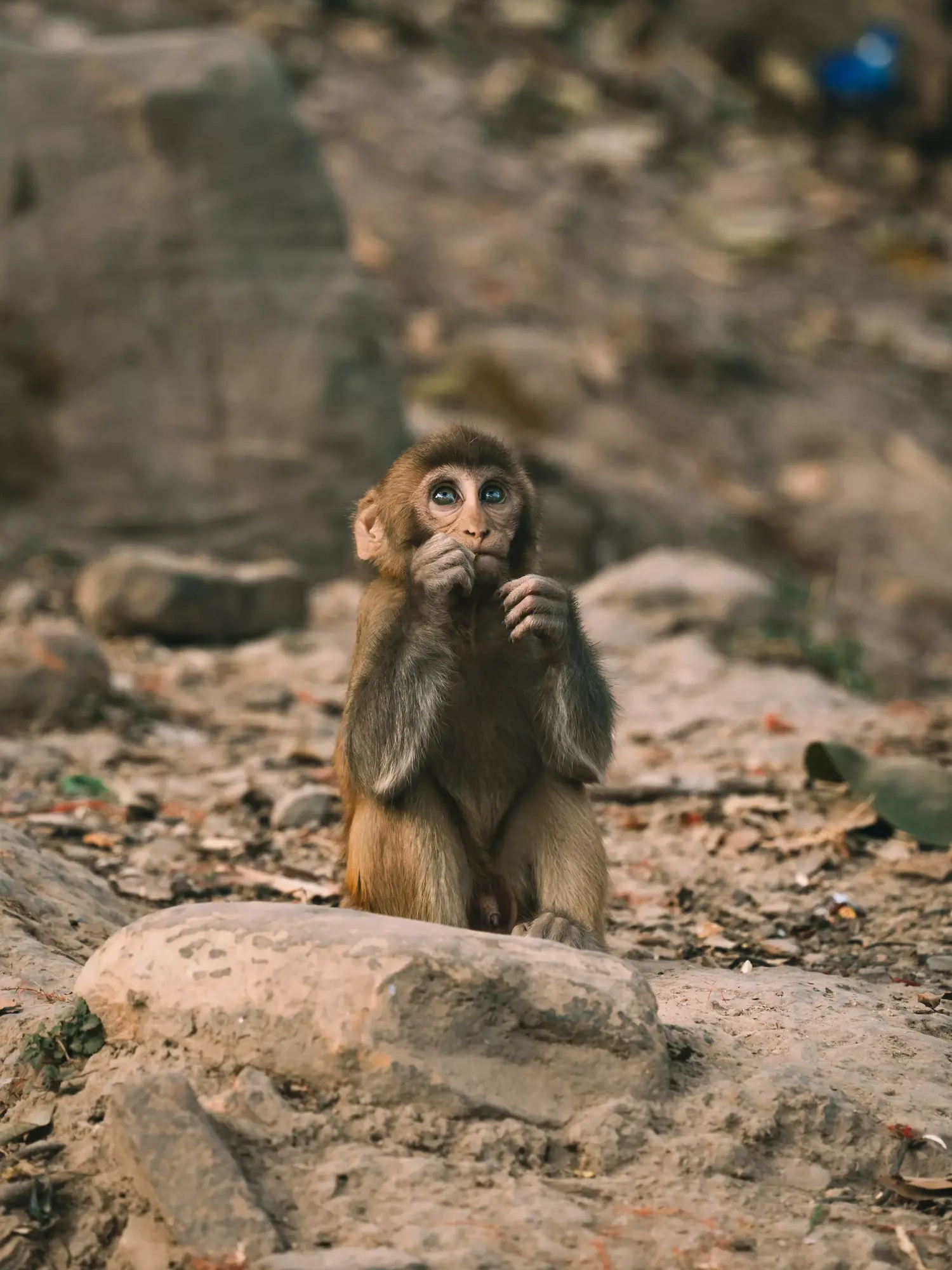 primo piano foto scimmia